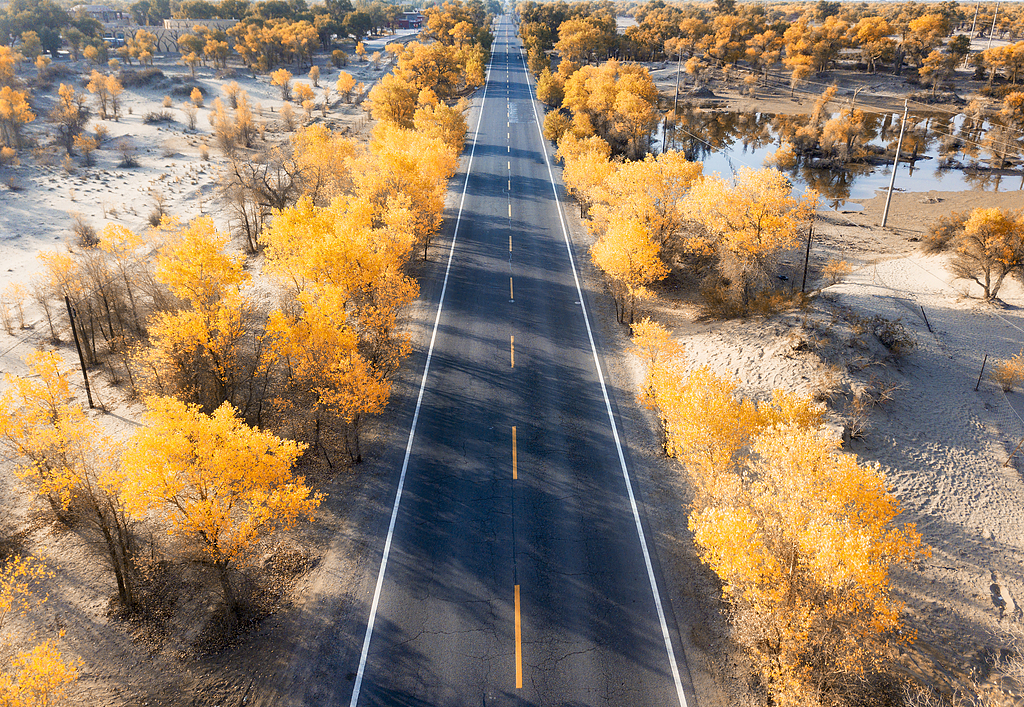 Golden desert poplars line a scenic route in Shaya, Xinjiang. /VCG