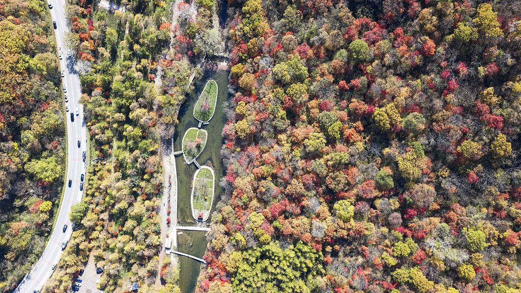 Fiery red maple leaves dot the mountain slopes and streams along a highway in Benxi. /VCG 