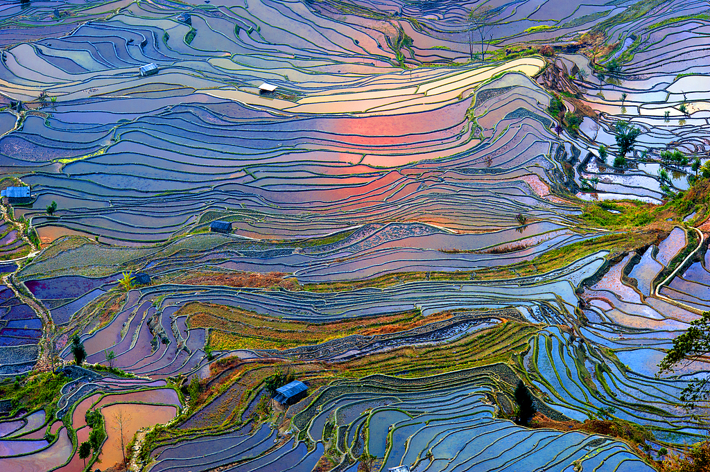 Ripening rice turns the rolling Yuanyang Hani Rice Terraces into a sea of gold in the fall. /VCG