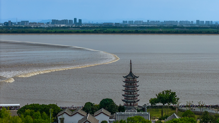 Live: Tide watching along the Qiantang River in east China's Zhejiang Province