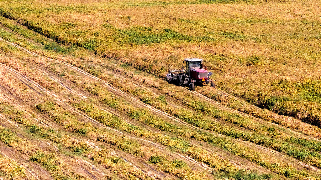 Millet harvest begins in Chifeng, north China's Inner Mongolia Autonomous Region, September 28, 2026. /VCG