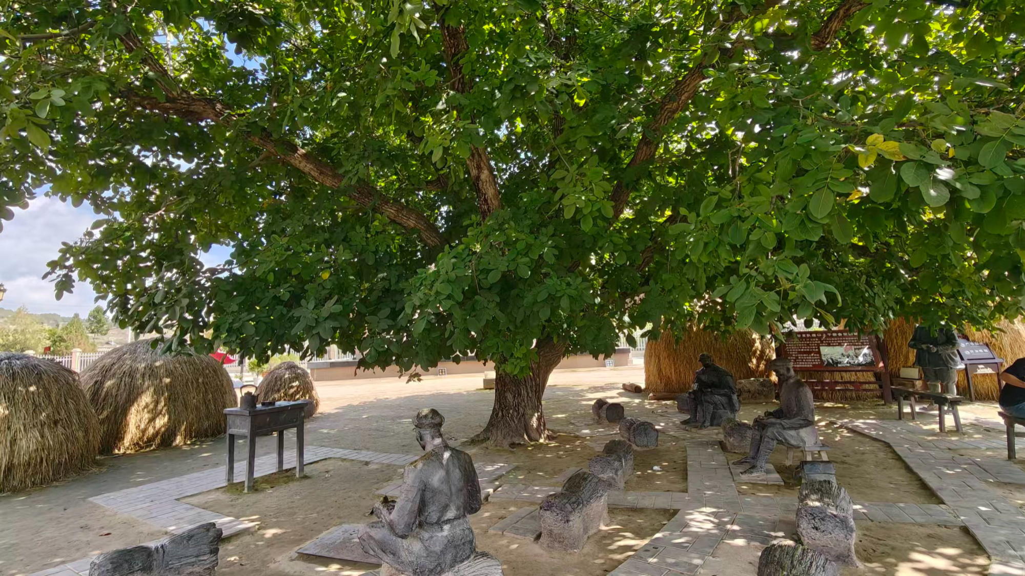 The walnut tree in Bangluo Town: The Long March passed by, the new generation sits under the shade