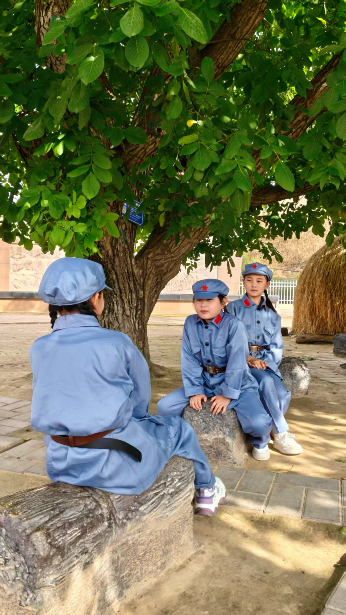 The walnut tree in Bangluo Town: The Long March passed by, the new generation sits under the shade