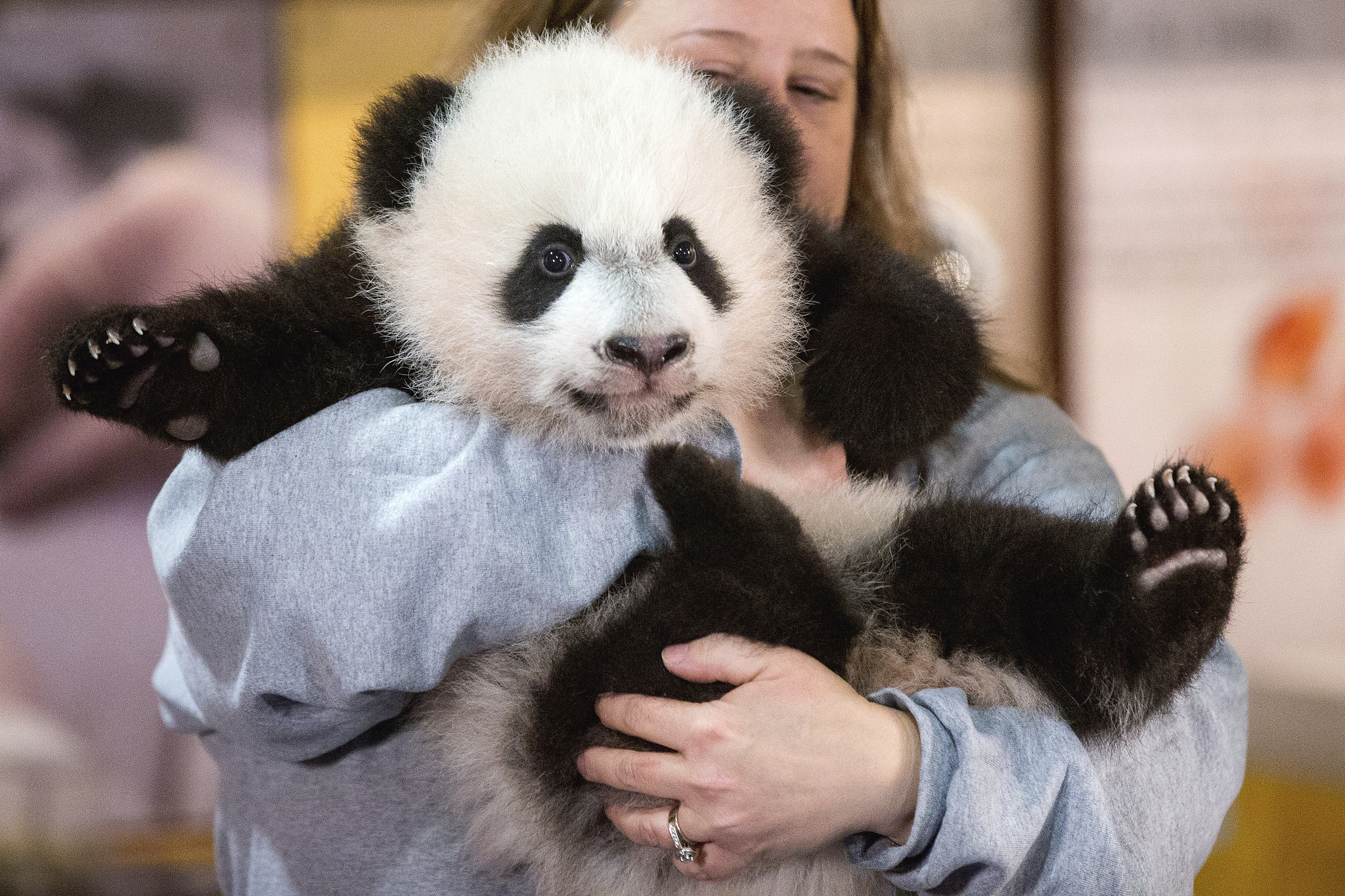 A file photo of an animal keeper holding a giant panda for members of the media at the National Zoo in Washington, DC, United States, December 14, 2015. /CFP