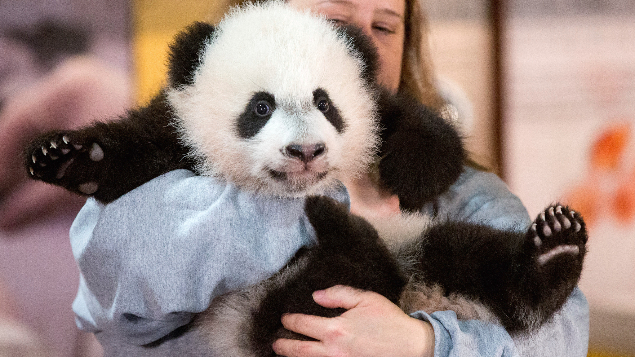America needs more 'panda huggers'