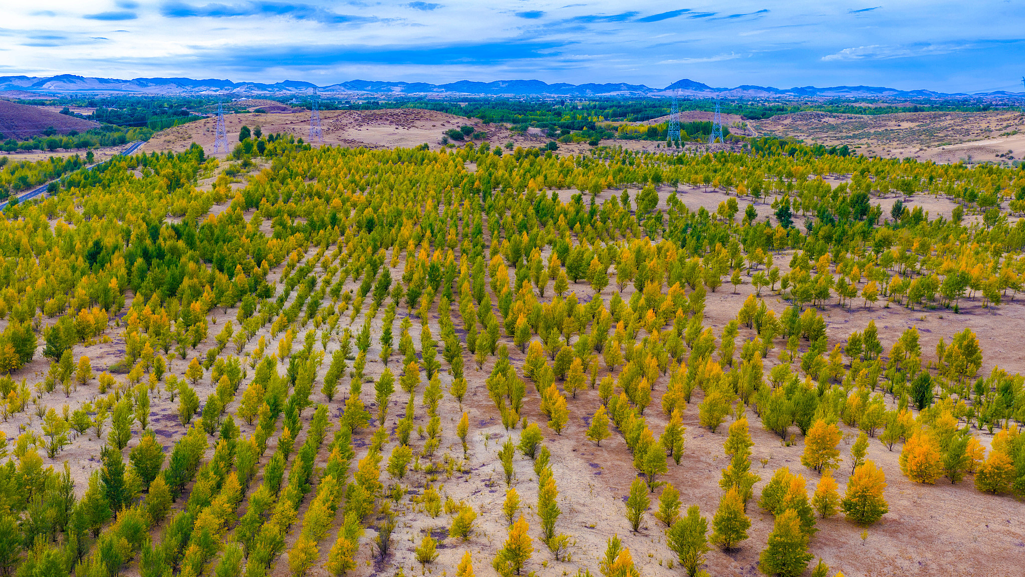 Green advances, sand retreats: A new trek