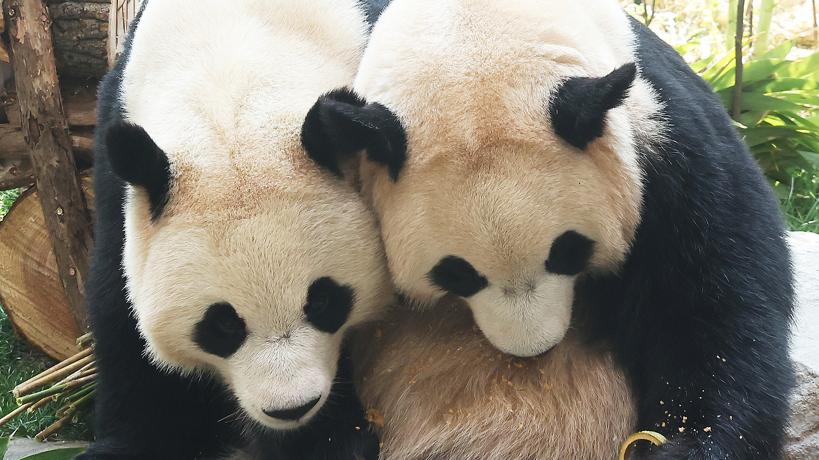 South Korea-born giant pandas scheduled to return to China in December