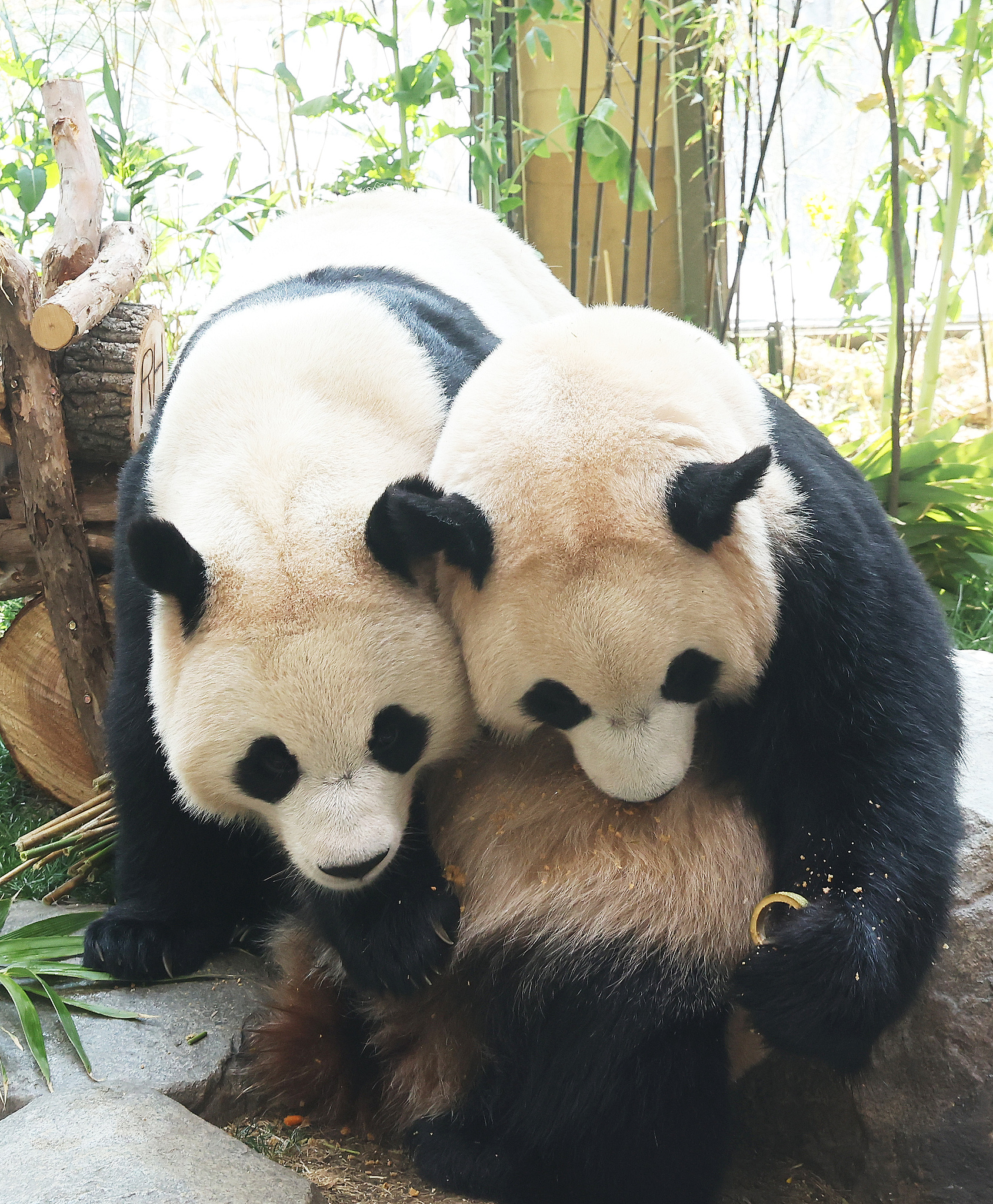 Giant pandas Rui Bao and Hui Bao mark their 1,000th day since birth, Everland in Yongin, Gyeonggi Province, South Korea, April 2, 2026.