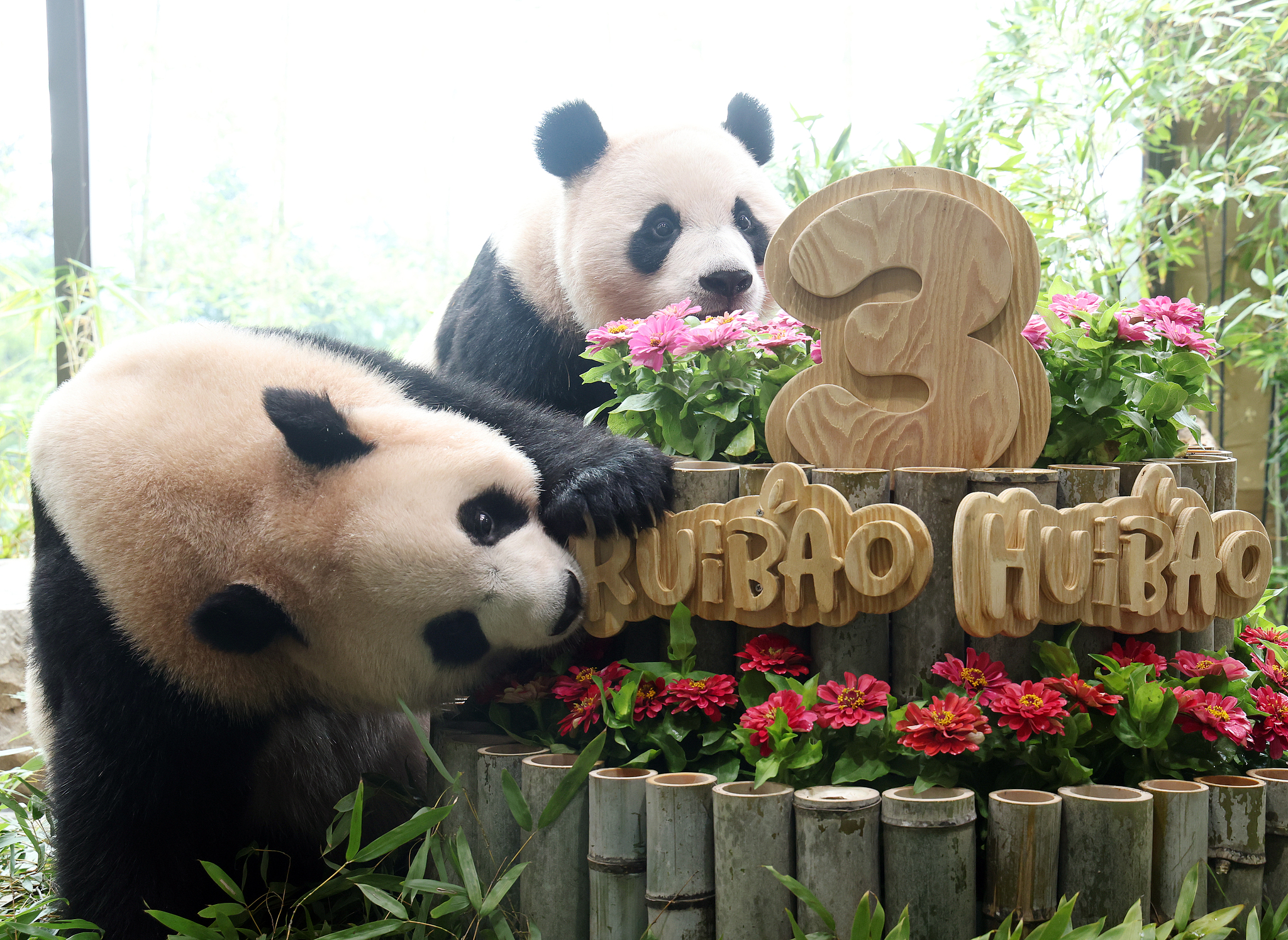 Giant pandas Rui Bao and Hui Bao celebrate their third birthday at Everland, Yongin, Gyeonggi Province, South Korea, July 7, 2026.