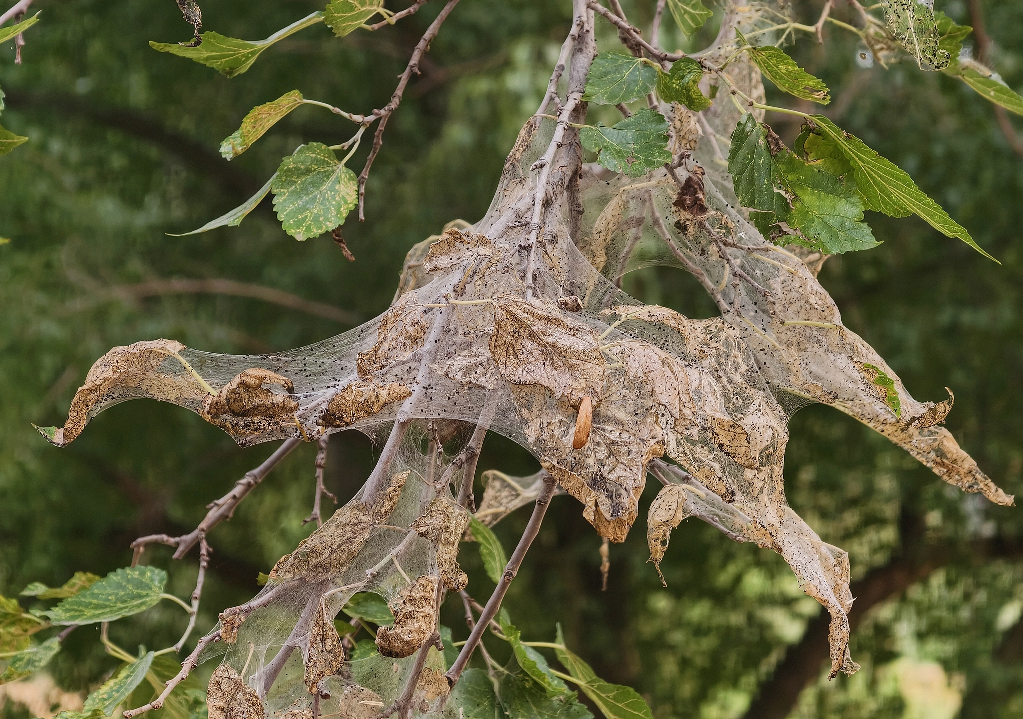 Silken web spun by fall webworms, Beijing, China, July 30, 2026. /VCG