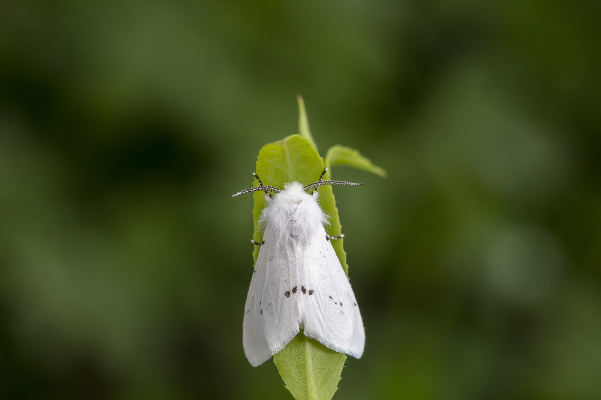 A fall webworm. /VCG