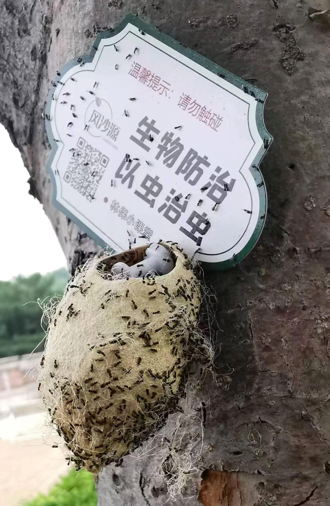 File photo shows adult Chouioia cunea emerging from cocoons, Beijing, China. /China Media Group