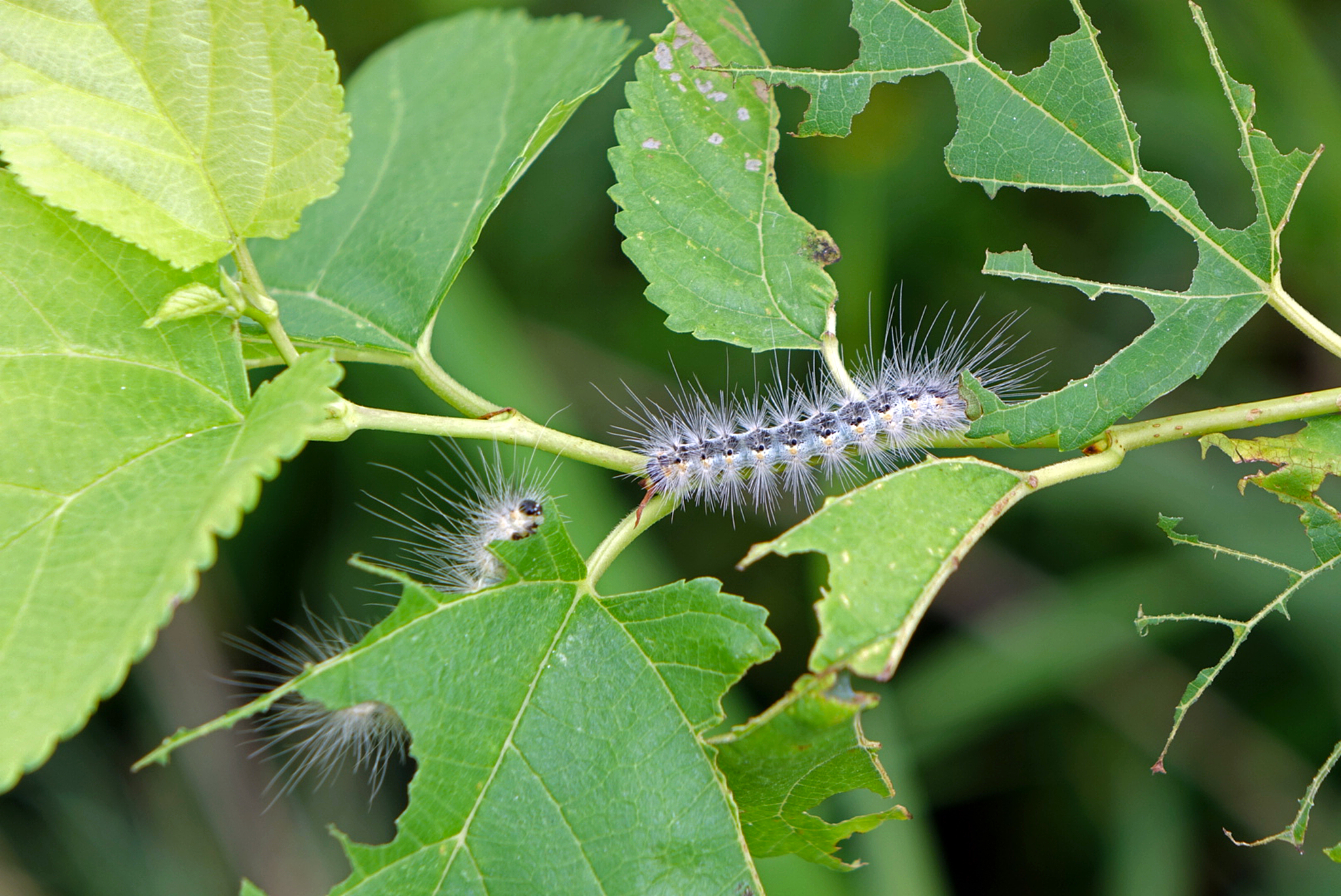 Fall webworm larvae. /VCG