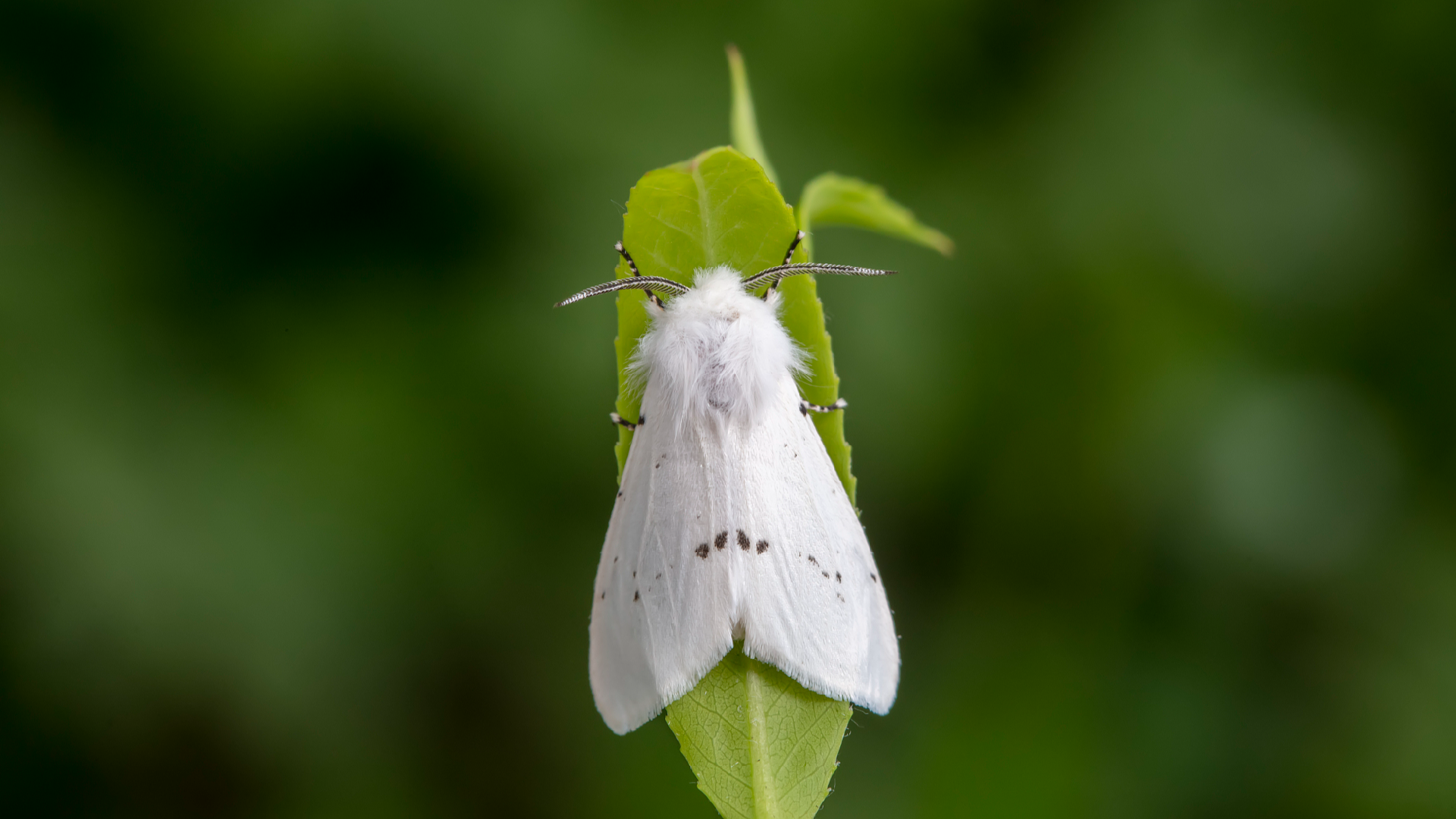 Why are there so many caterpillars in Beijing this year?