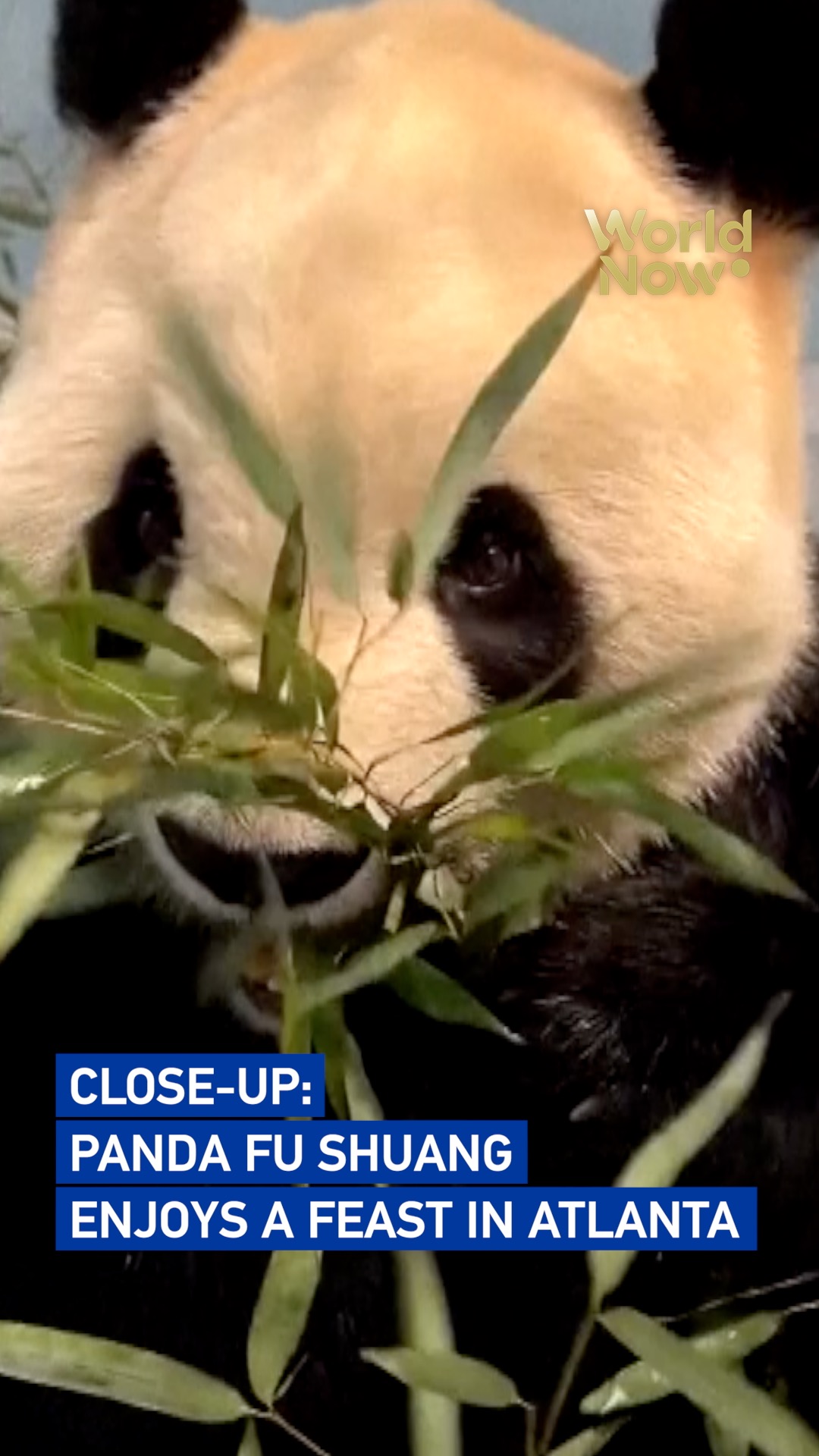 Close-up: Panda Fu Shuang enjoys a feast in Atlanta
