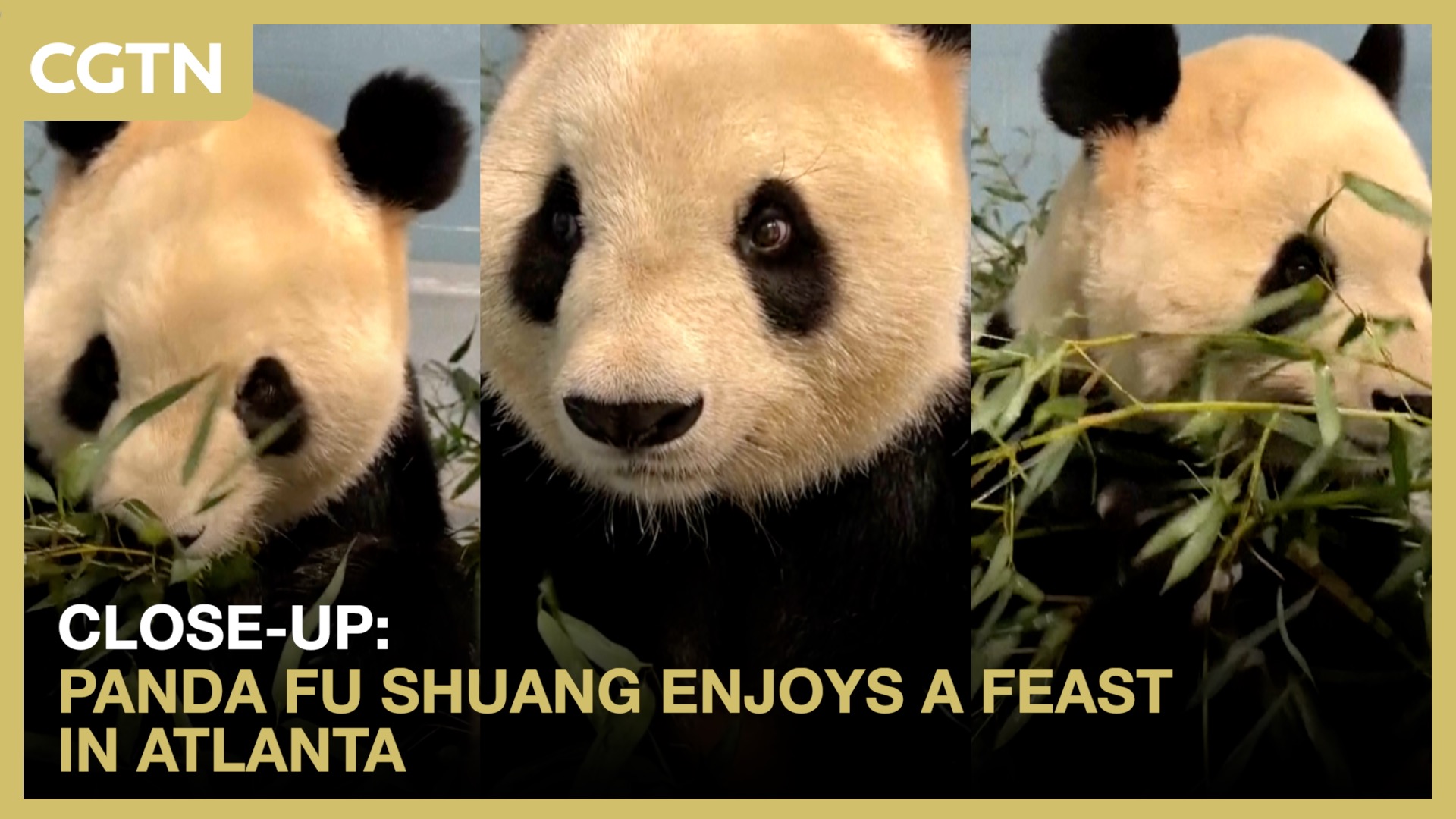 Close-up: Panda Fu Shuang enjoys a feast in Atlanta