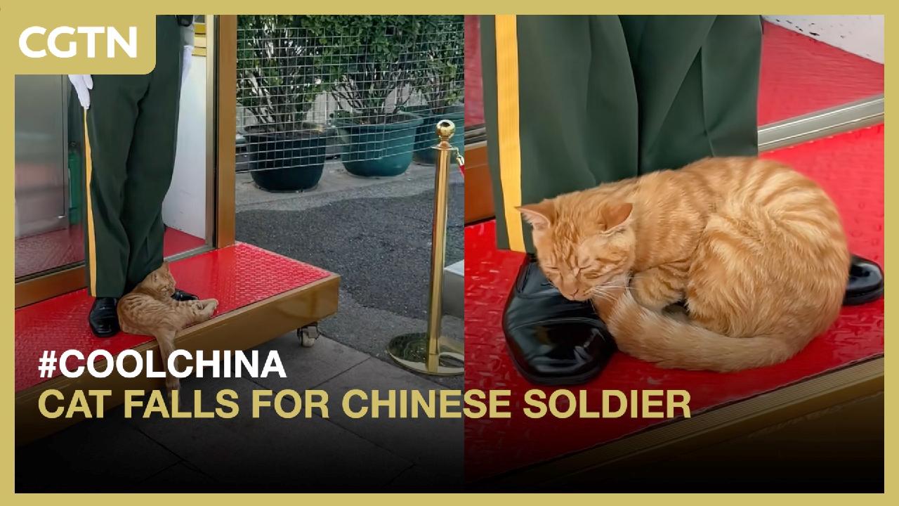 Cat falls for Chinese soldier