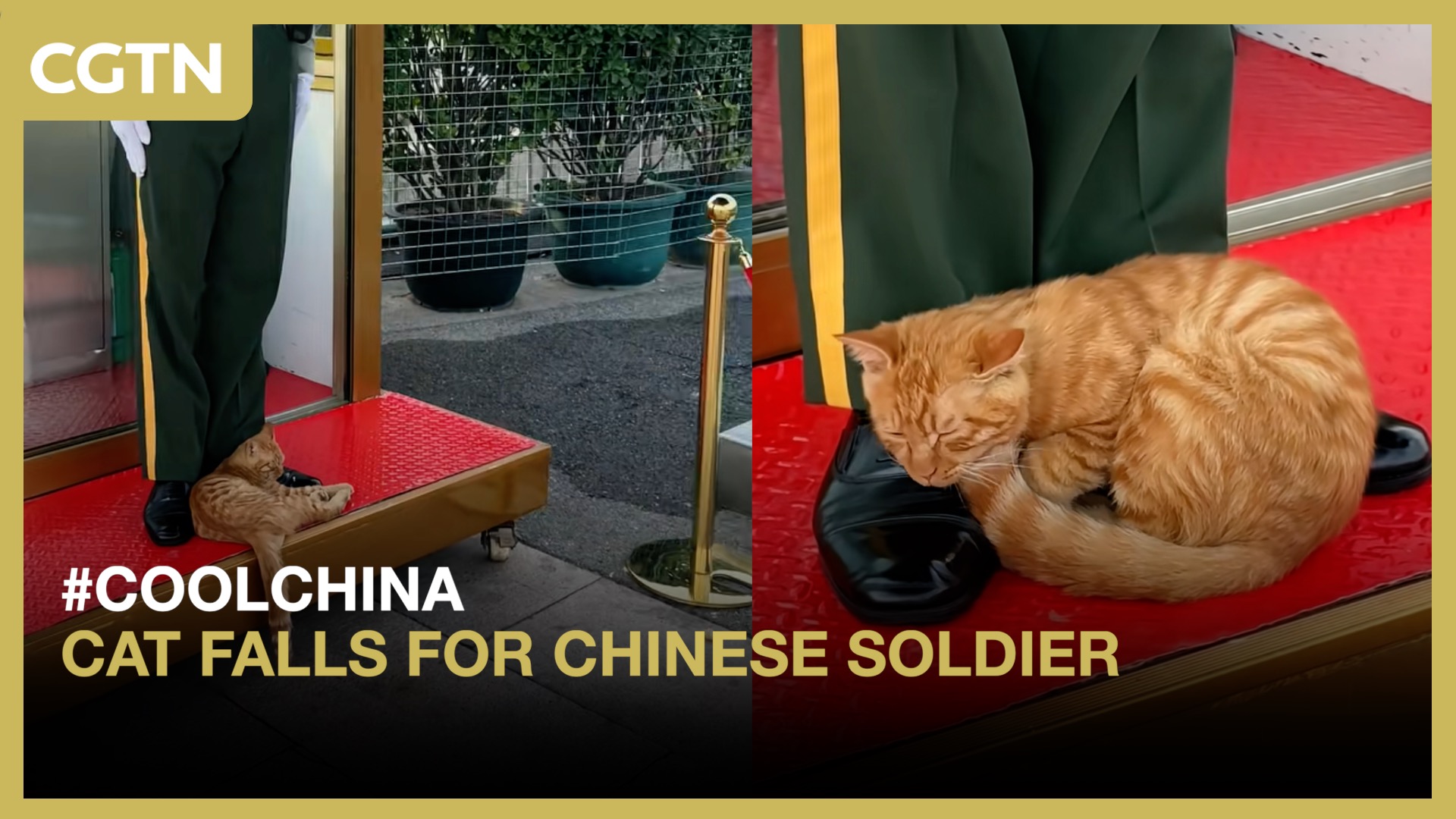 Cat falls for Chinese soldier
