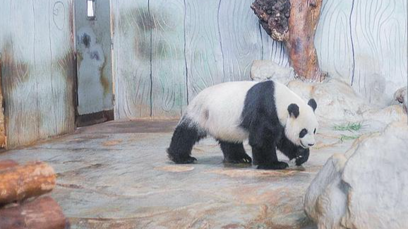 Live: Meet Hainan's beloved giant panda brothers Gong Gong and Shun Shun