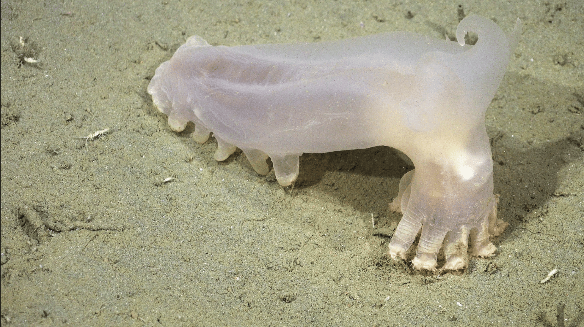 Loki the sea cucumber among 57 new species found off Argentina