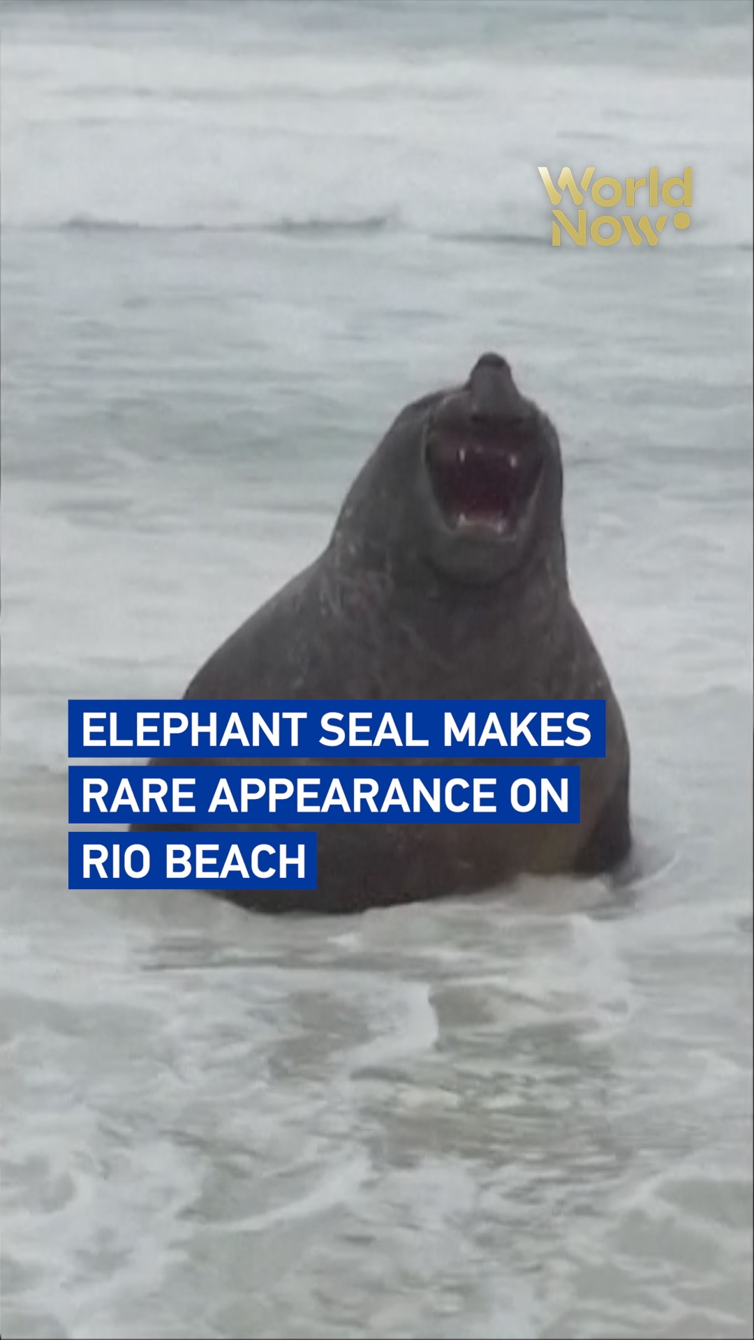 Elephant seal makes rare appearance on Rio beach