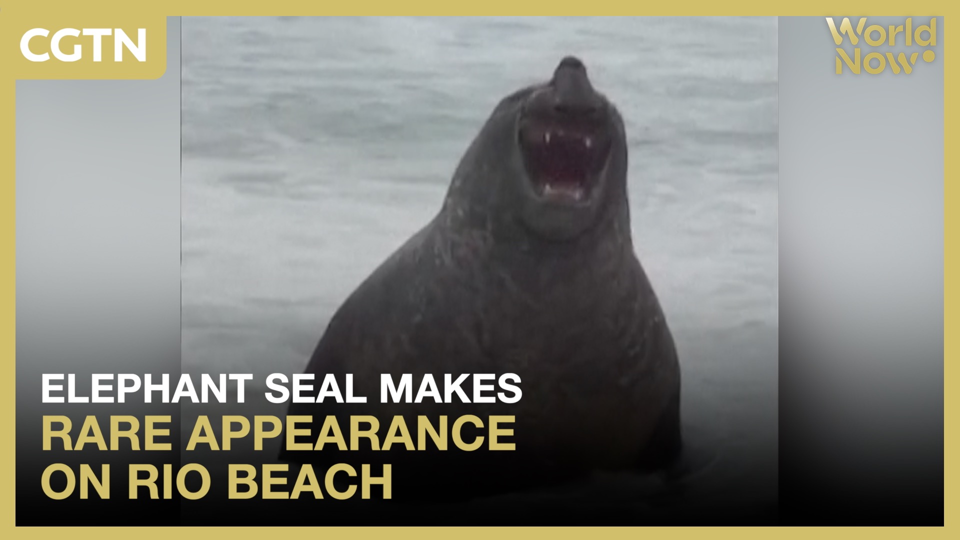 Elephant seal makes rare appearance on Rio beach