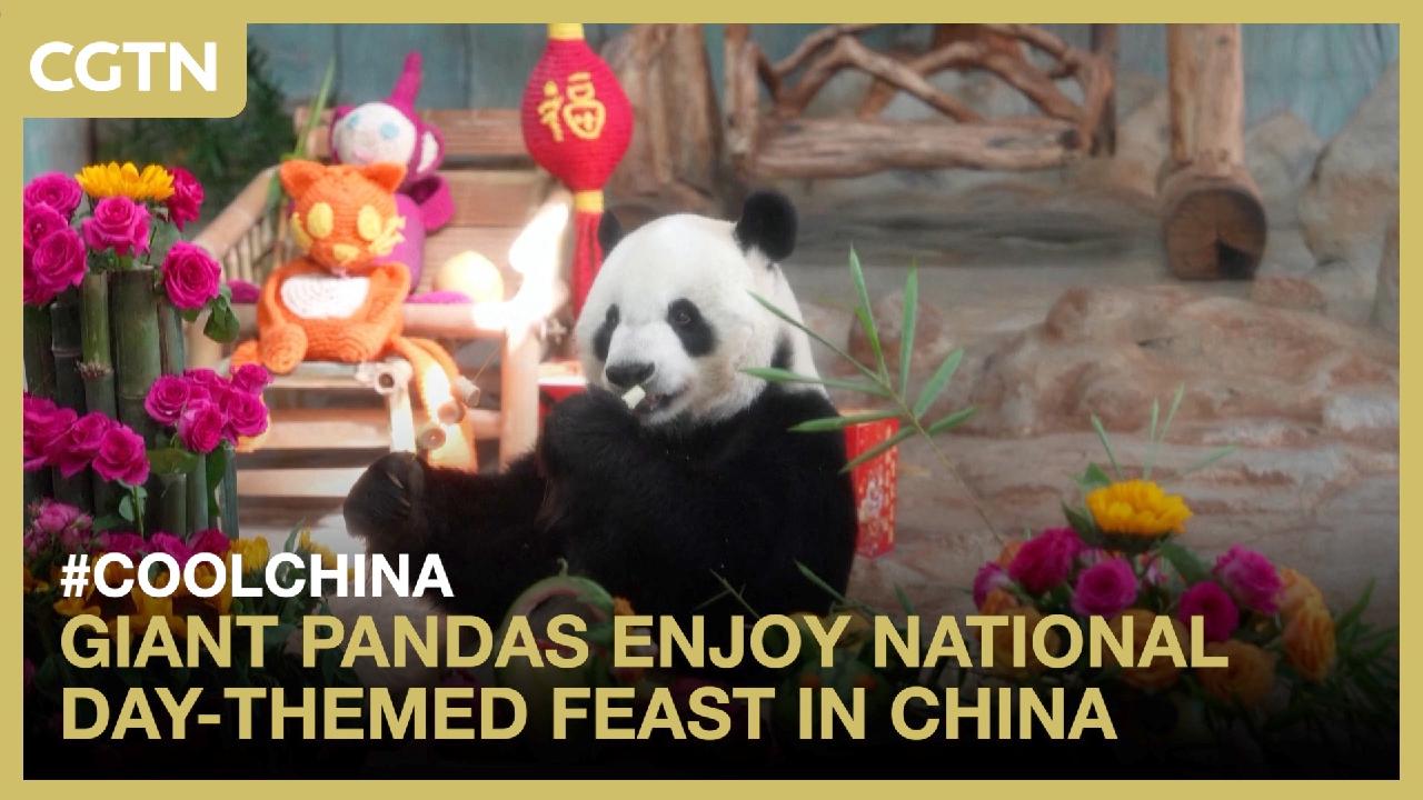Giant pandas enjoy National Day-themed feast in China