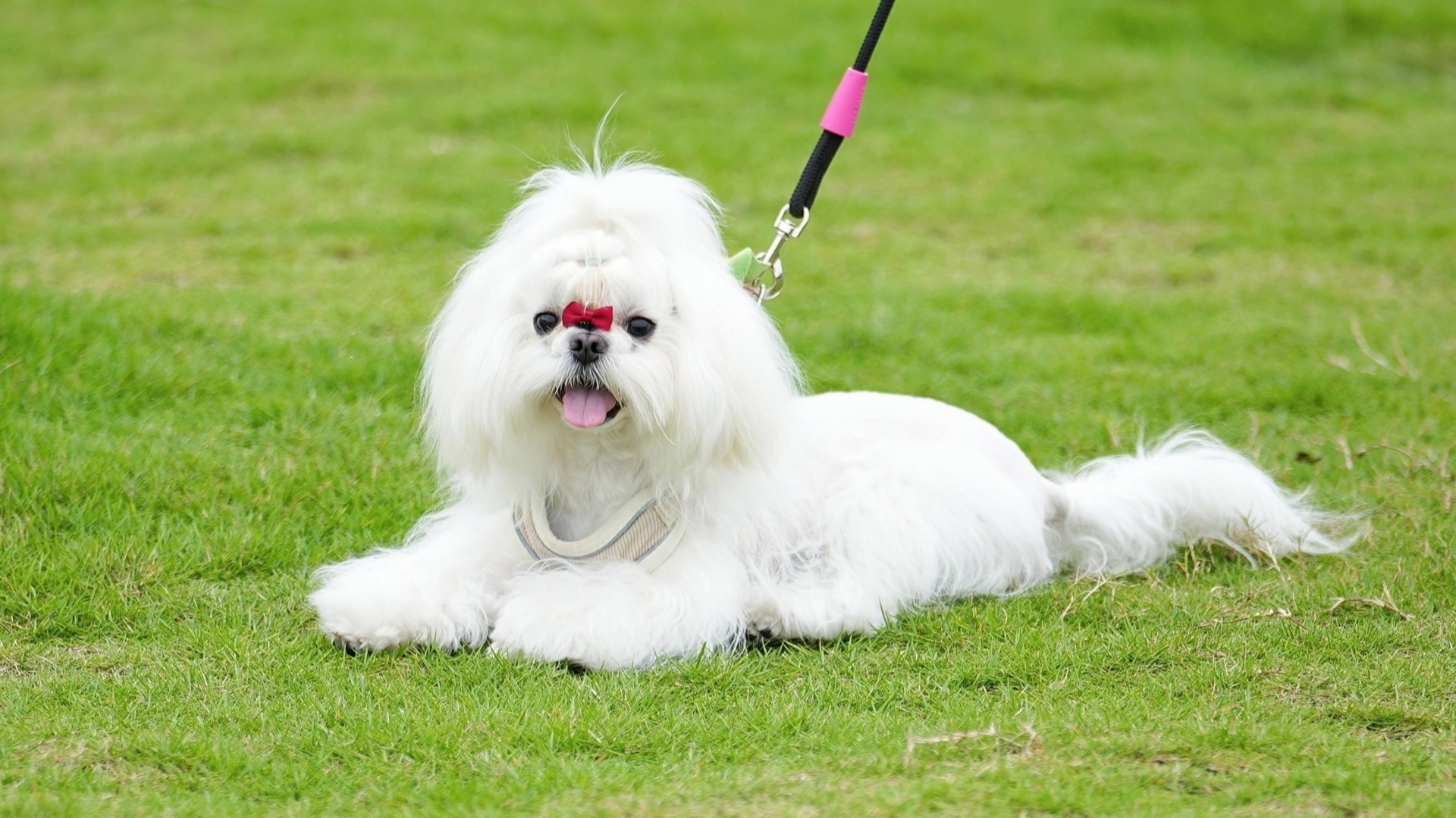 Moganshan in Deqing County, east China's Zhejiang Province, is increasingly becoming a pet-friendly destination.  /Photo provided to CGTN 