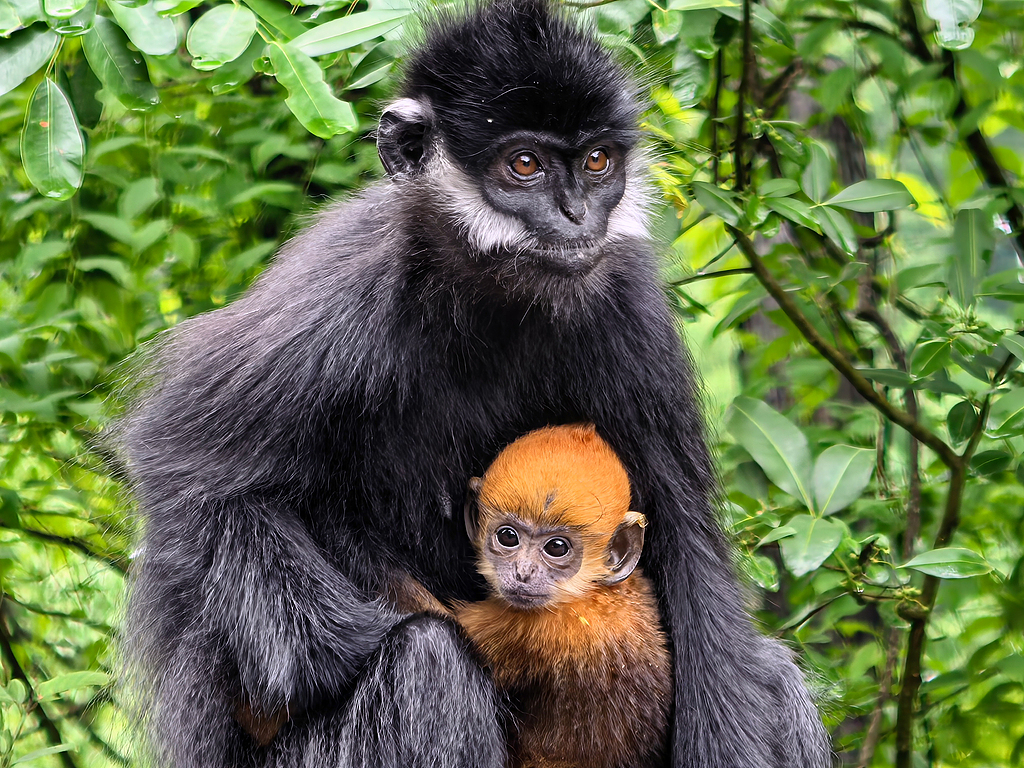 A wild Francois' leaf monkey and its baby in Mayang River National Nature Reserve, Tongren, southwest China's Guizhou Province, June 3, 2026. /VCG
