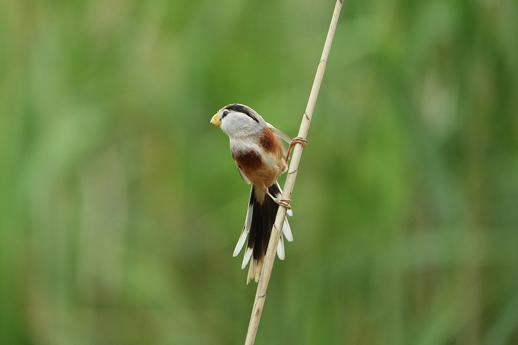 A reed parrotbill forages along the Yangtze River in Yangzhong, east China's Jiangsu Province, April 21, 2026. The reed parrotbill is a rare bird species endemic to China, known as the 