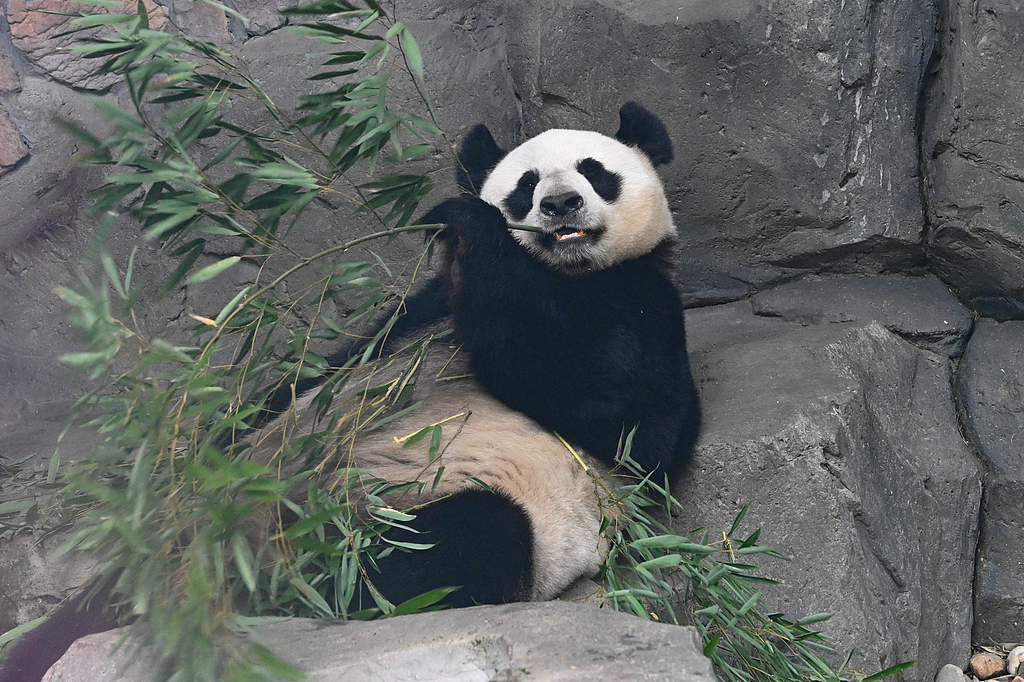 A giant panda at Hongshan Forest Zoo in Nanjing, east China's Jiangsu Province. /VCG