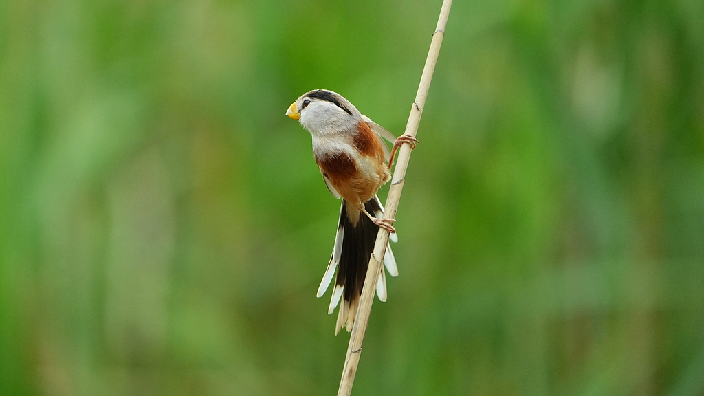 World Animal Day: China's rare species show signs of recovery