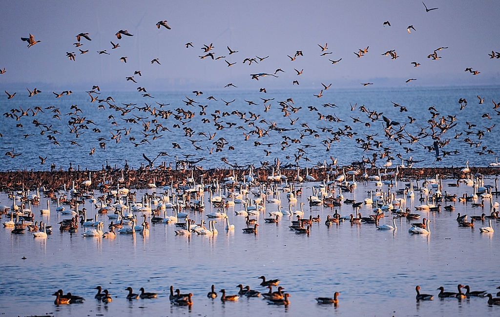 Winter migratory birds rest on the water or take flight at Longgan Lake National Nature Reserve in Huanggang, central China's Hubei Province, December 15, 2025. /VCG