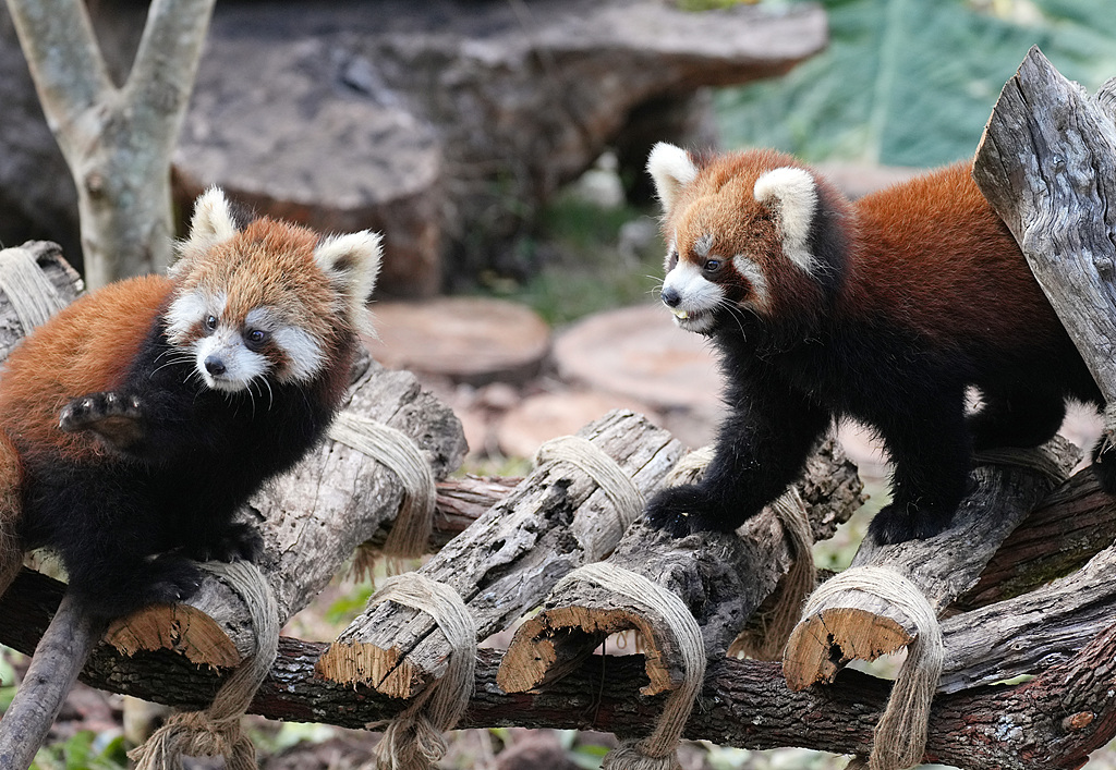 Red pandas at Taiyanghe National Forest Park in Pu'er, southwest China's Yunnan Province, December 8, 2024. /VCG