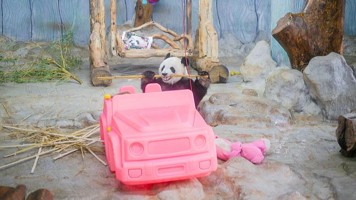 Live: Meet Hainan's beloved giant panda brothers Gong Gong and Shun Shun - Ep.2