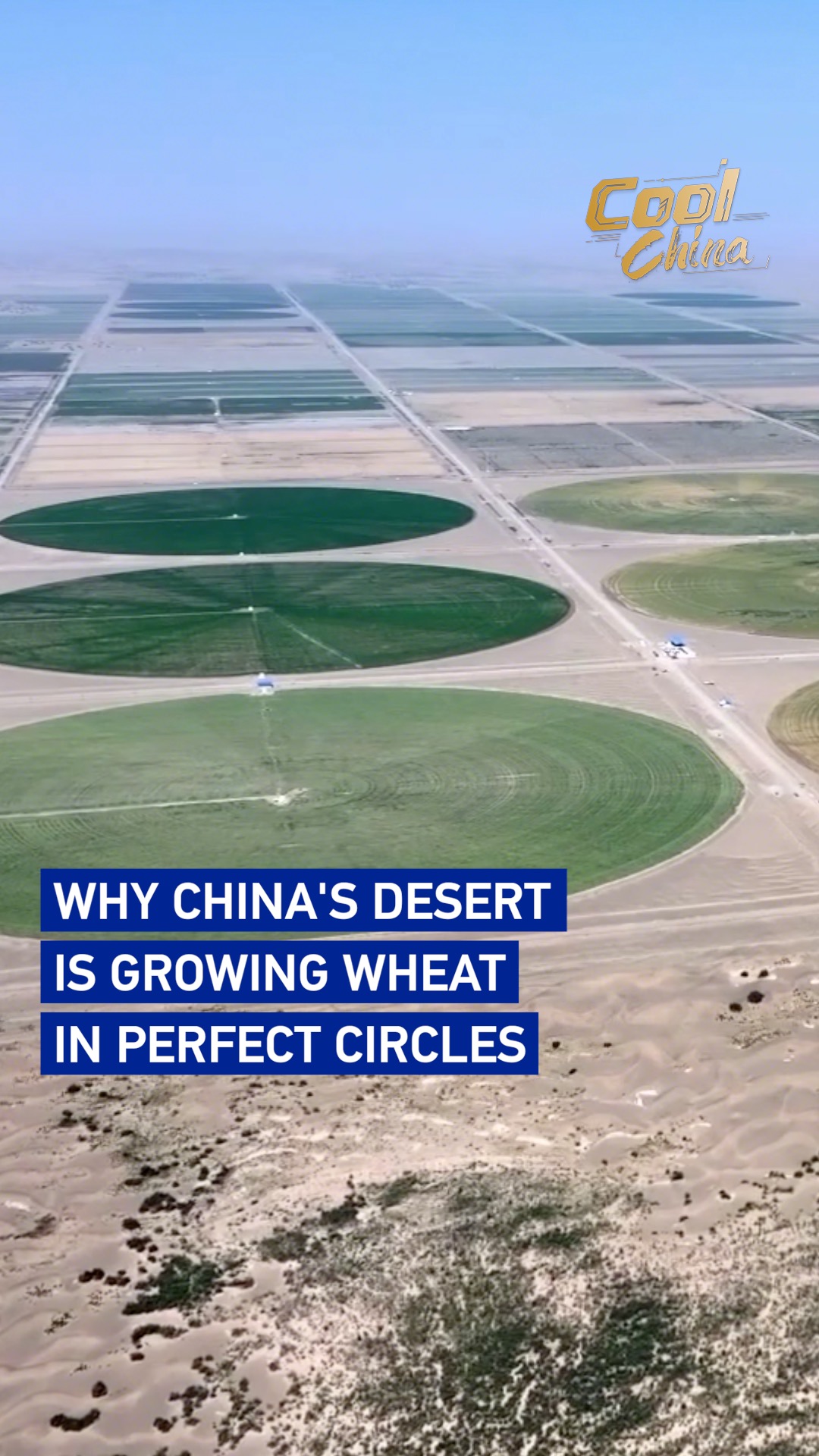 Why China's desert is growing wheat in perfect circles 