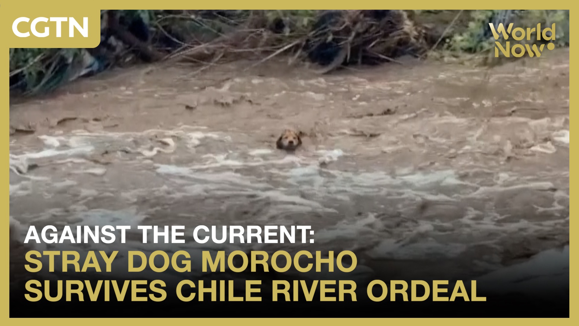 Against the current: Stray dog Morocho survives Chile river ordeal
