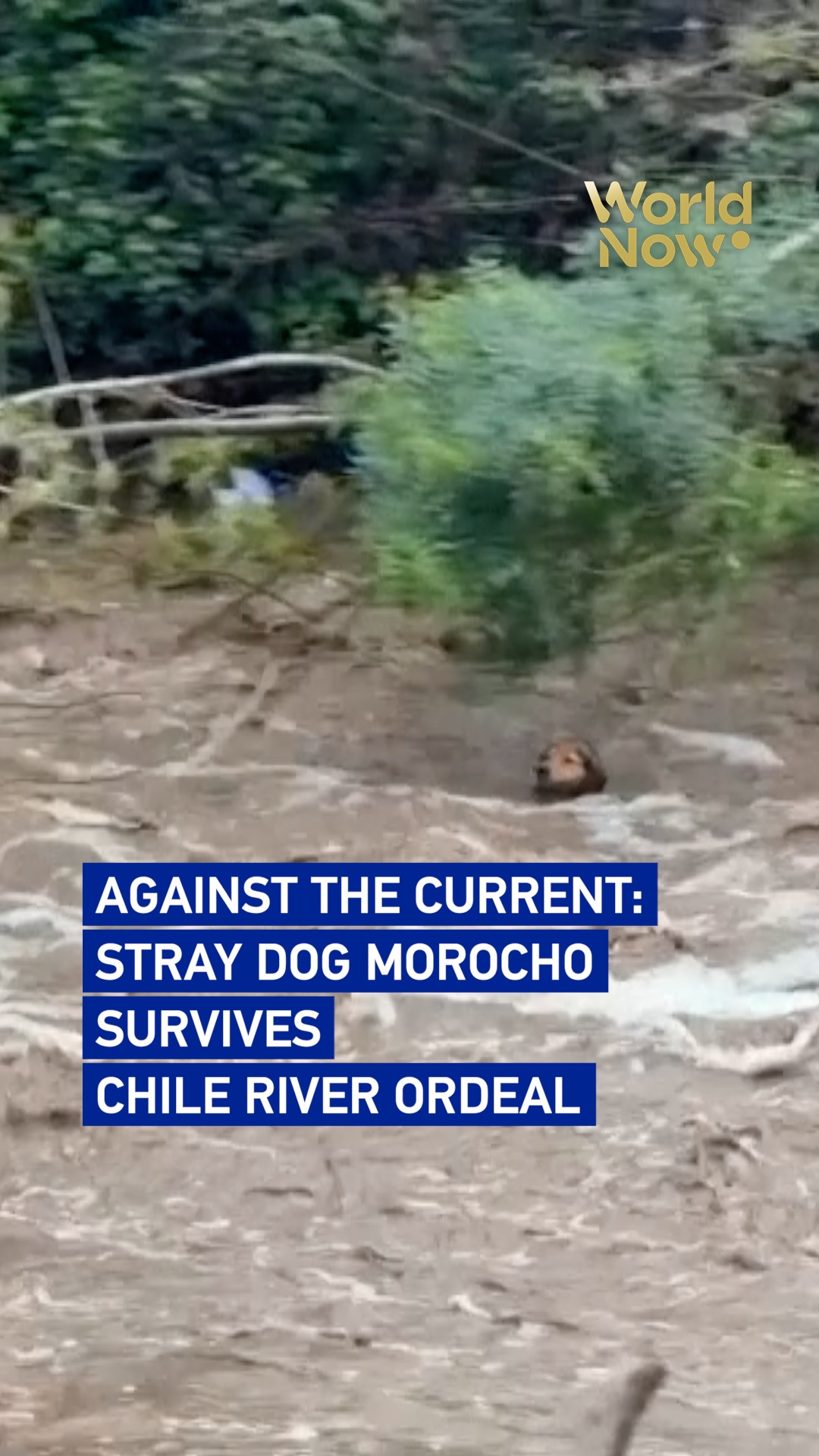 Against the current: Stray dog Morocho survives Chile river ordeal