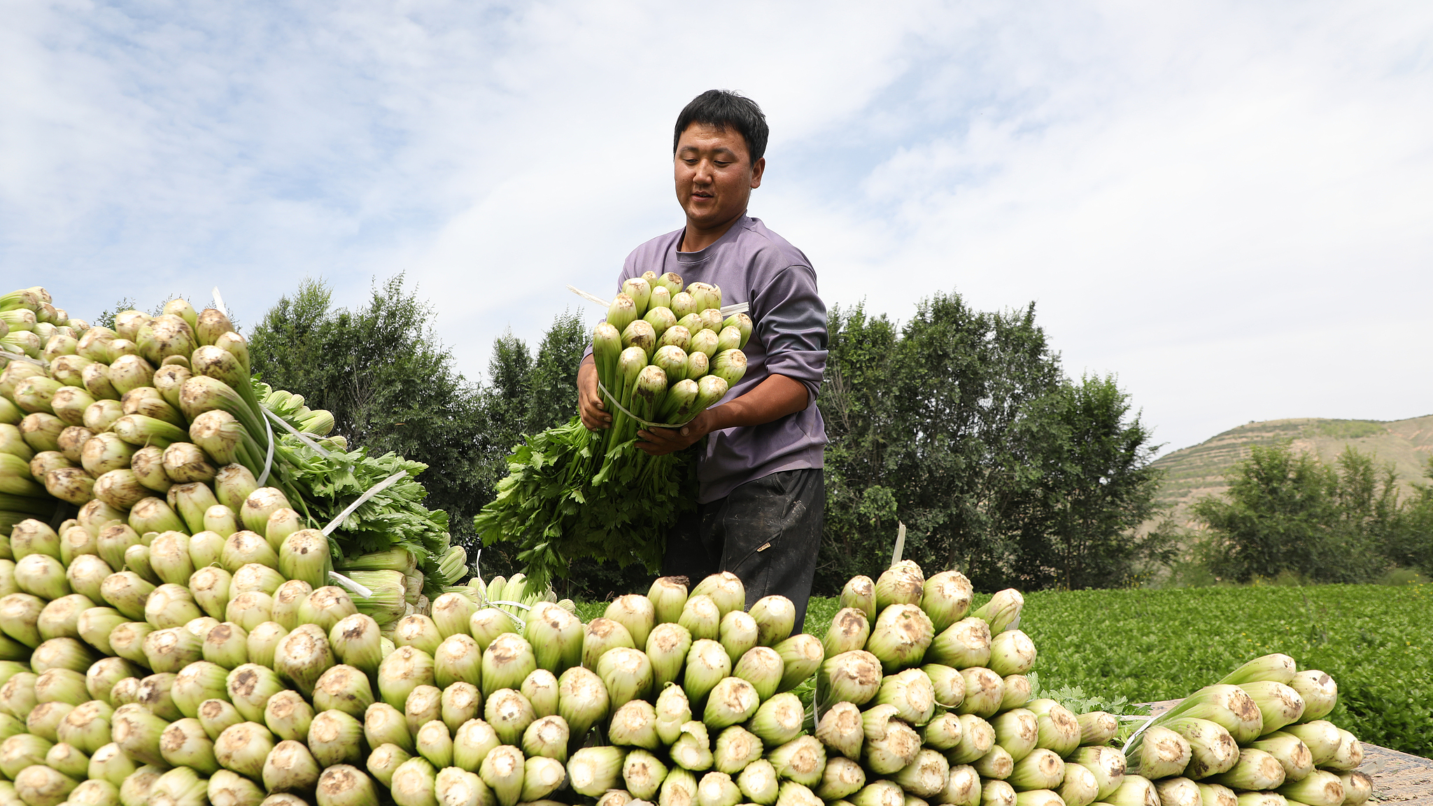 Harvesting celery in a vegetable field in Xiji County, northwest China's Ningxia Hui Autonomous Region, August 25, 2026. /VCG