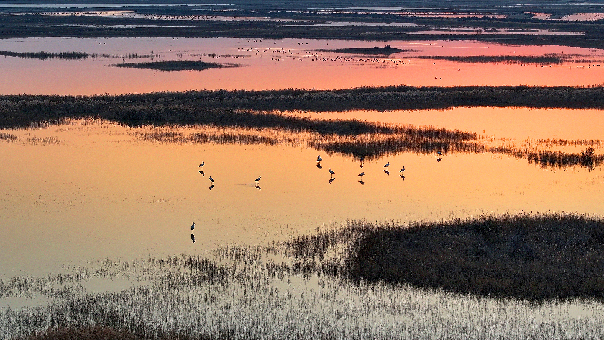 Flocks of oriental storks, a first-class nationally protected wildlife species in China, forage and rest in the wetlands of the Yellow River Delta National Nature Reserve in Dongying, east China's Shandong Province, November 19, 2024. /VCG