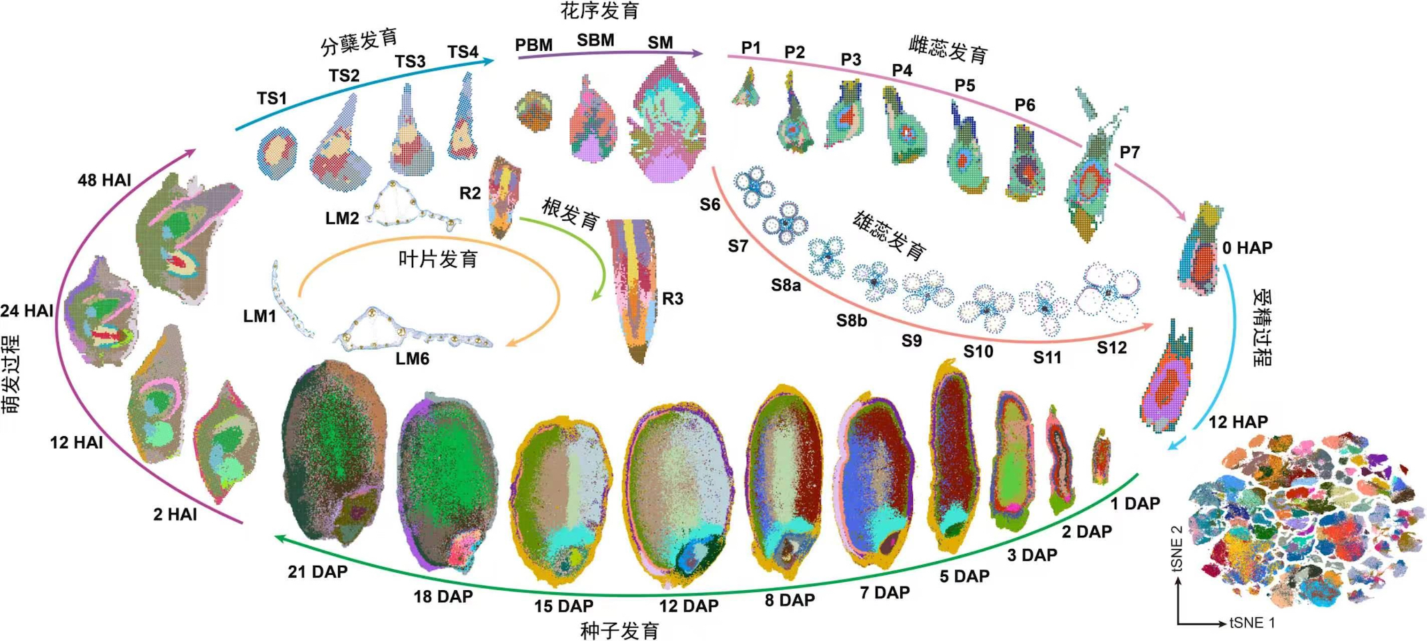 Illustration of the growth lifecycle of rice. /China Media Group