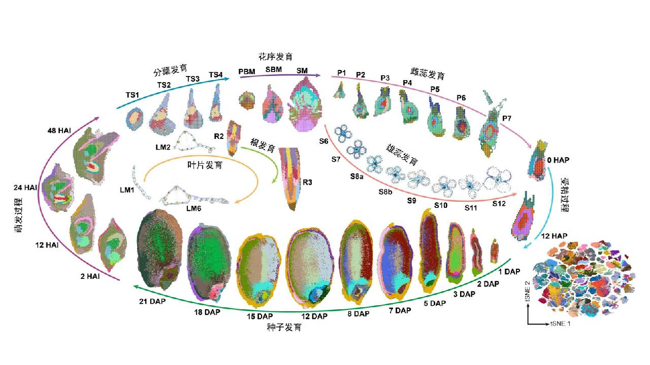 Chinese scientists develop rice's full-lifecycle cell atlas