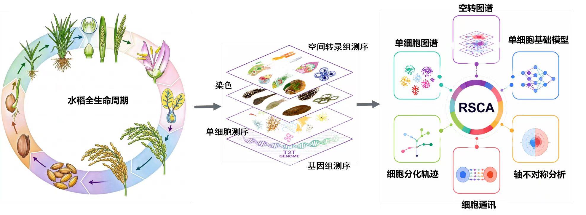 Illustration of the growth lifecycle of rice. /China Media Group