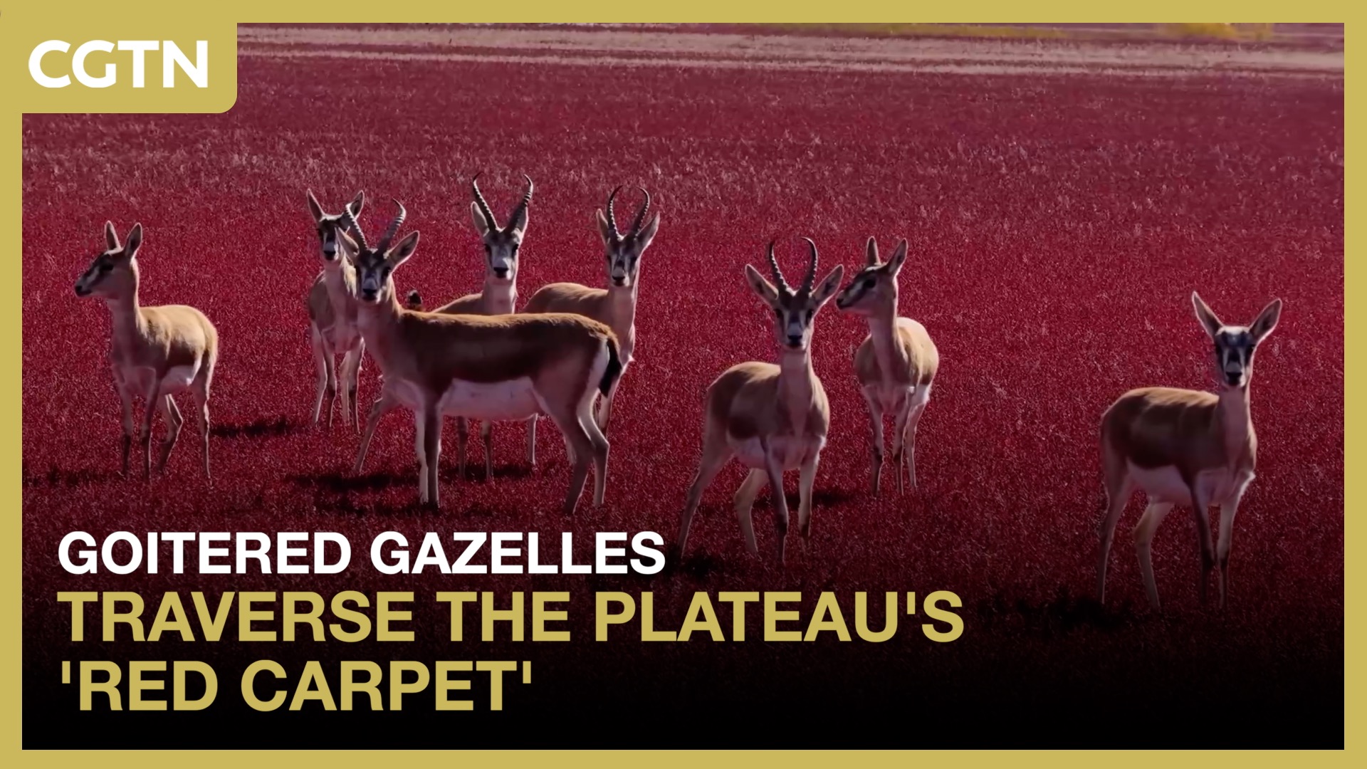 Goitered gazelles traverse the plateau's 'red carpet'