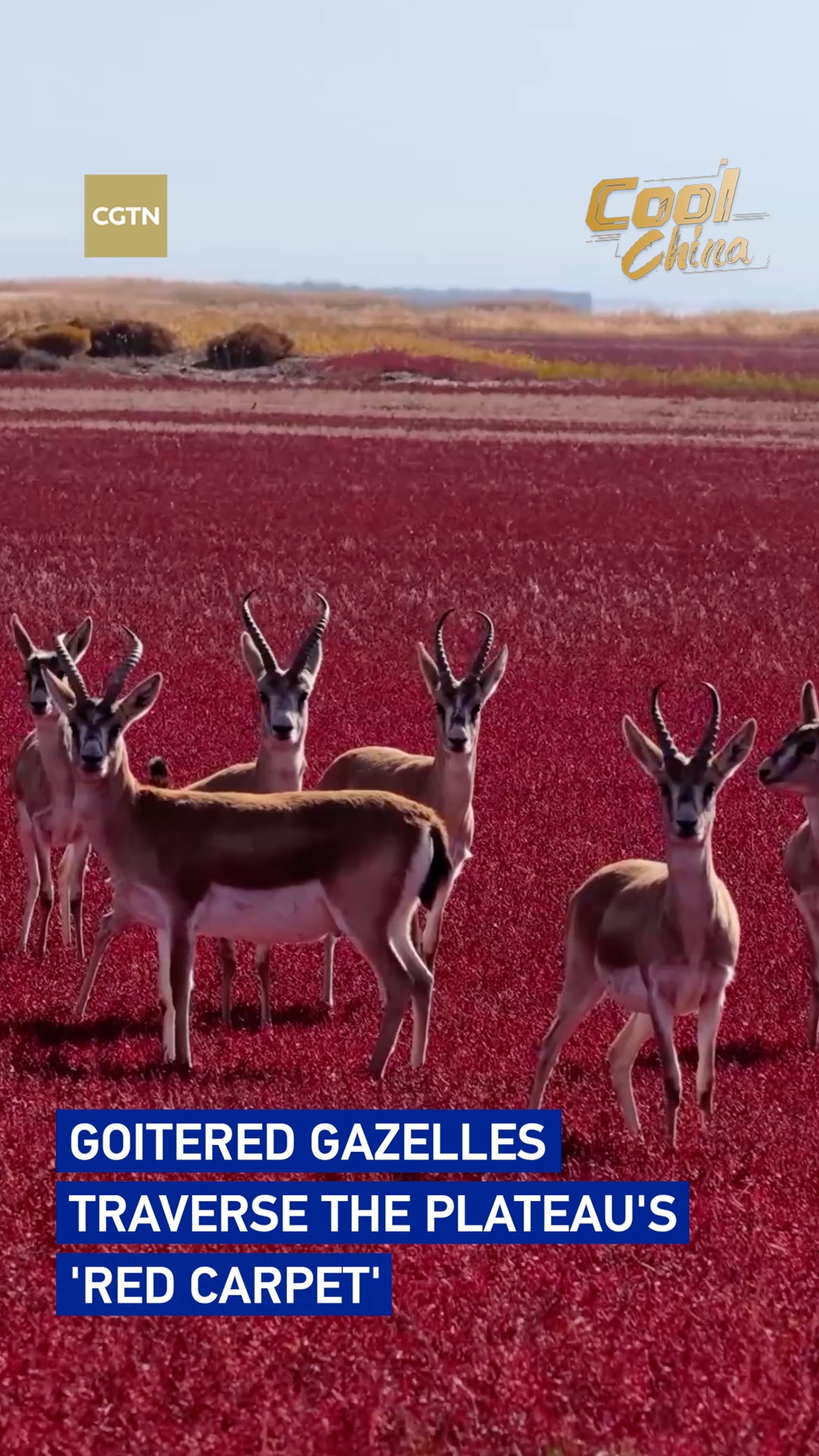 Goitered gazelles traverse the plateau's 'red carpet'