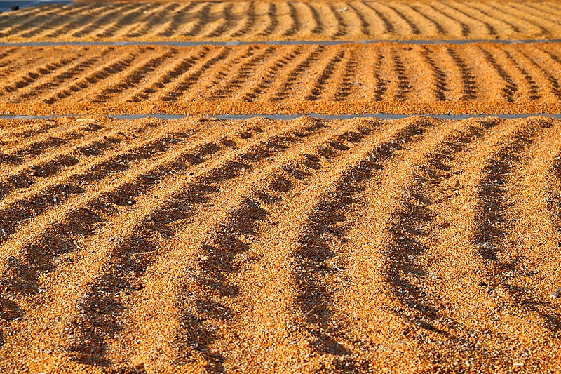 Farmers harvest corn in Nanle County, Puyang, central China’s Henan Province, October 3, 2026. /VCG