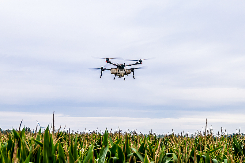 A drone sprays pesticide over a cornfield in Anyang, central China’s Henan Province, October 1, 2026. /VCG