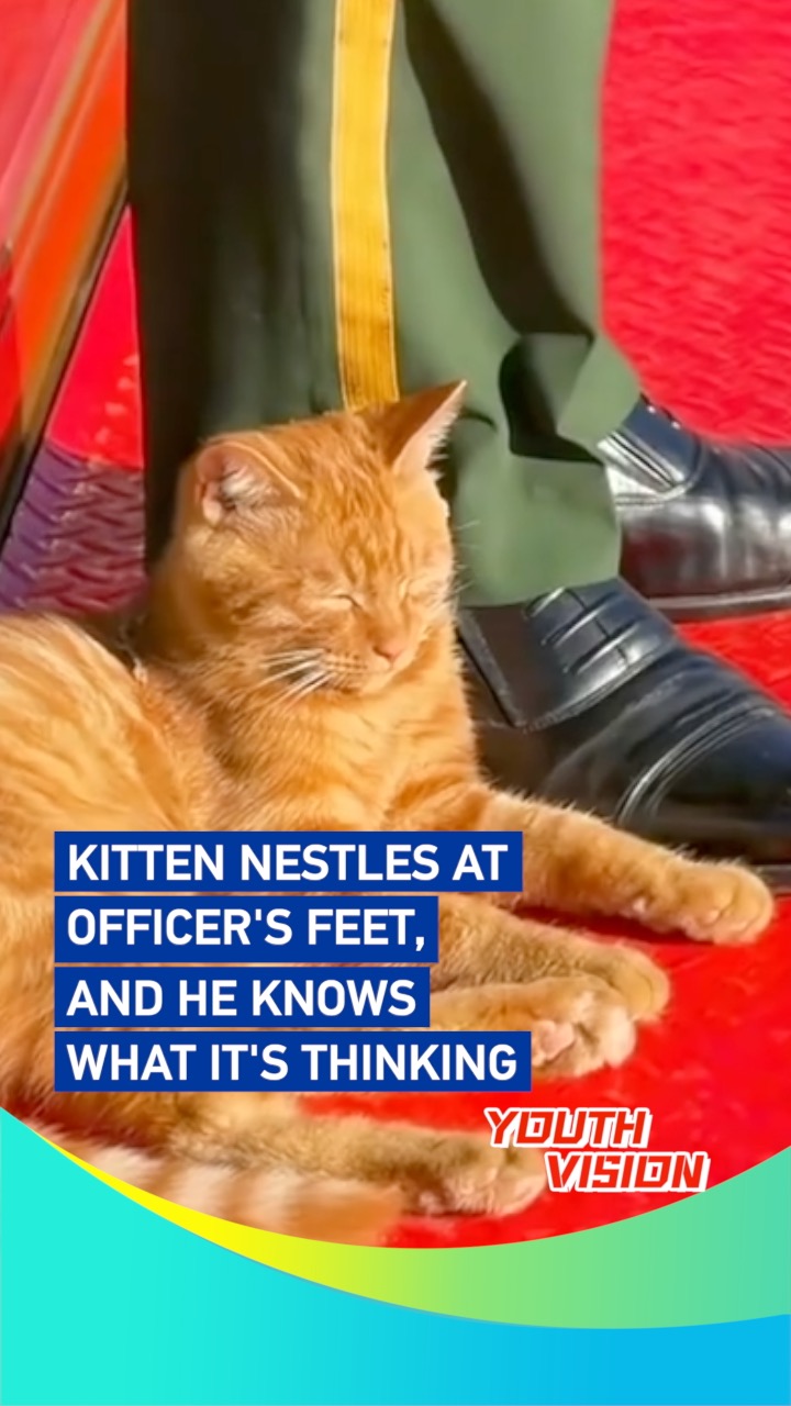 Kitten nestles at officer's feet, and he knows what it's thinking