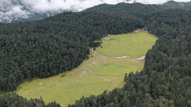 Live: A tranquil gaze at Spruce Meadow on Yulong Snow Mountain 