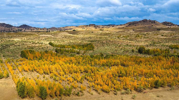 China picks up pace on Great Green Wall